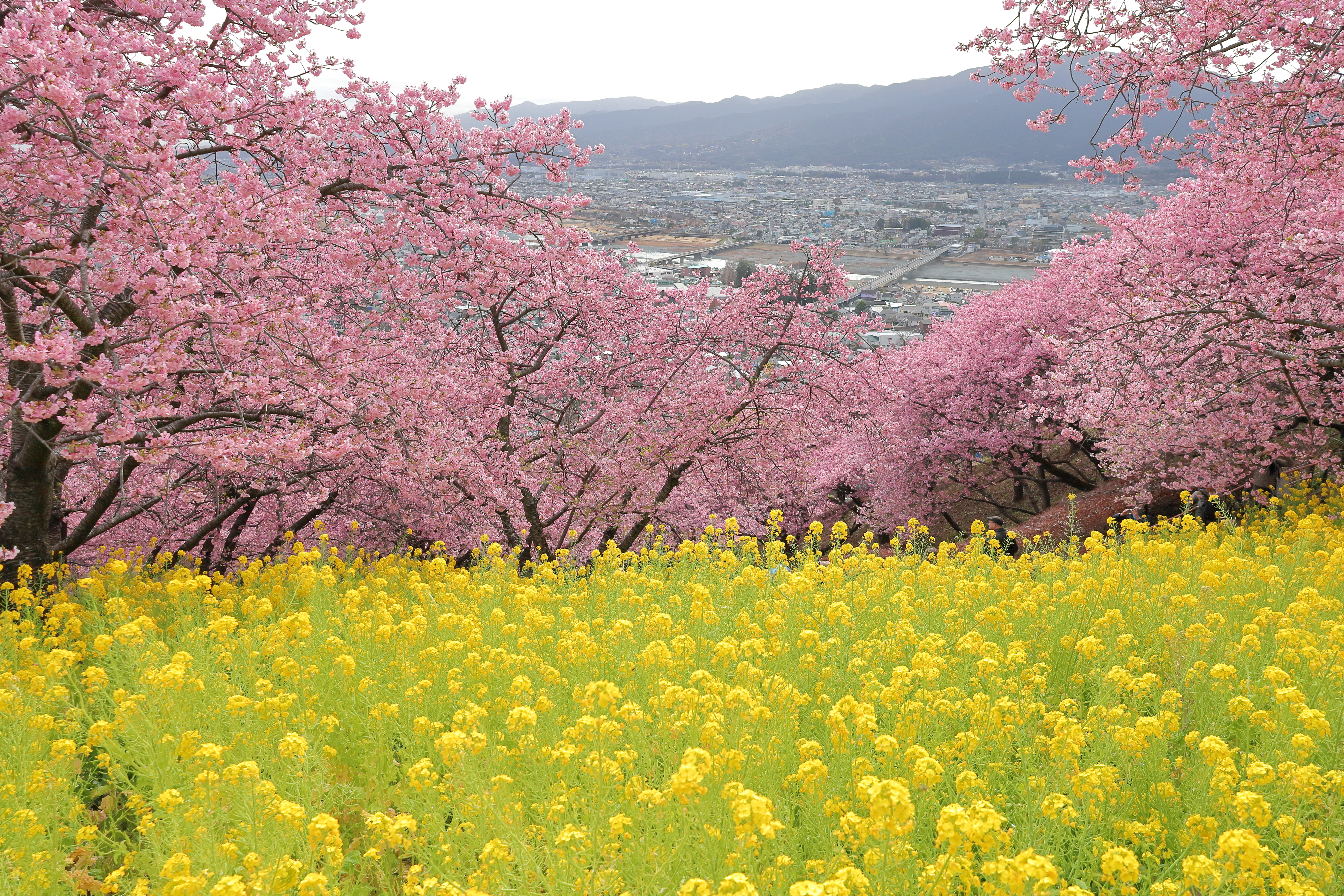 桜まつりの写真