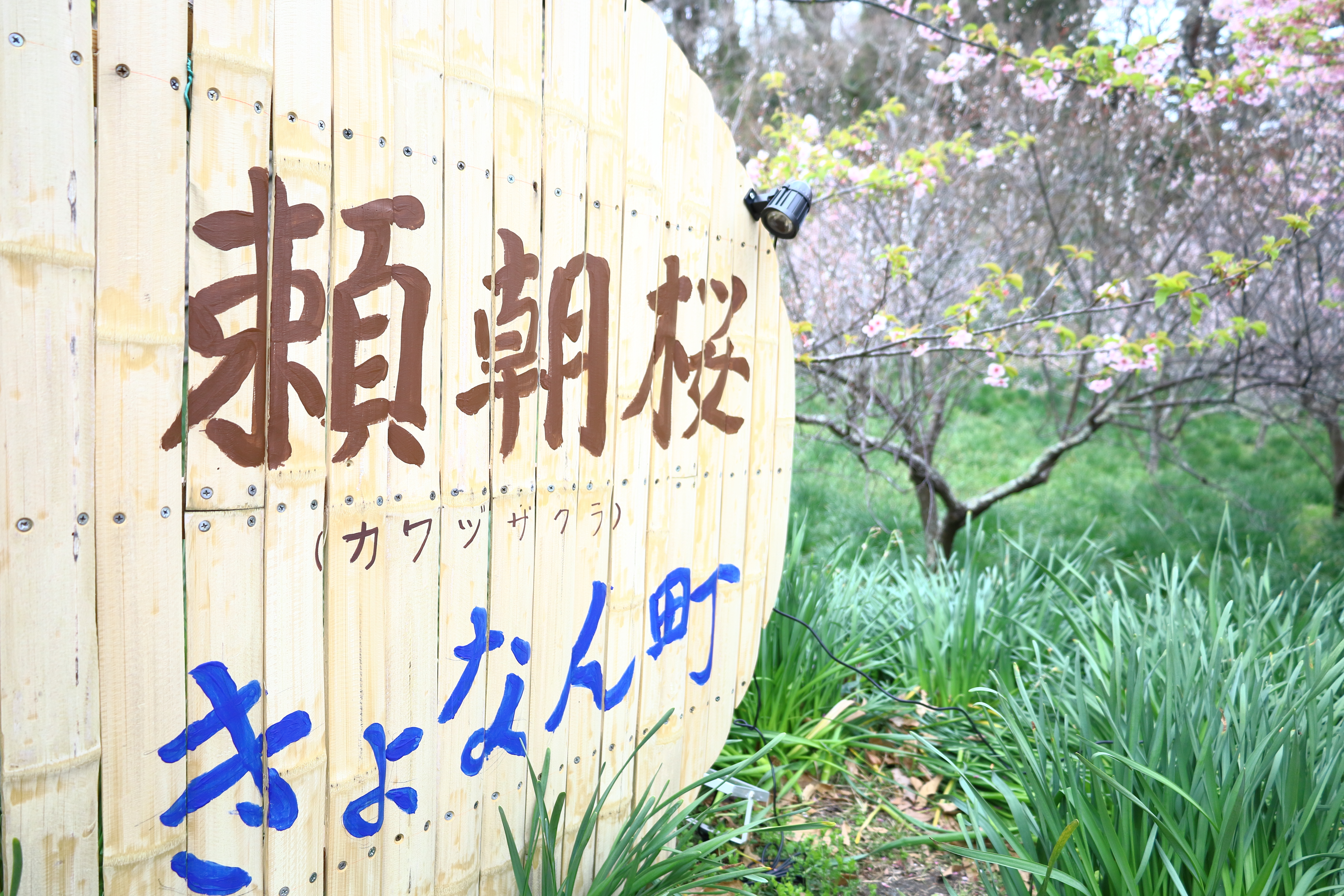 頼朝桜の写真