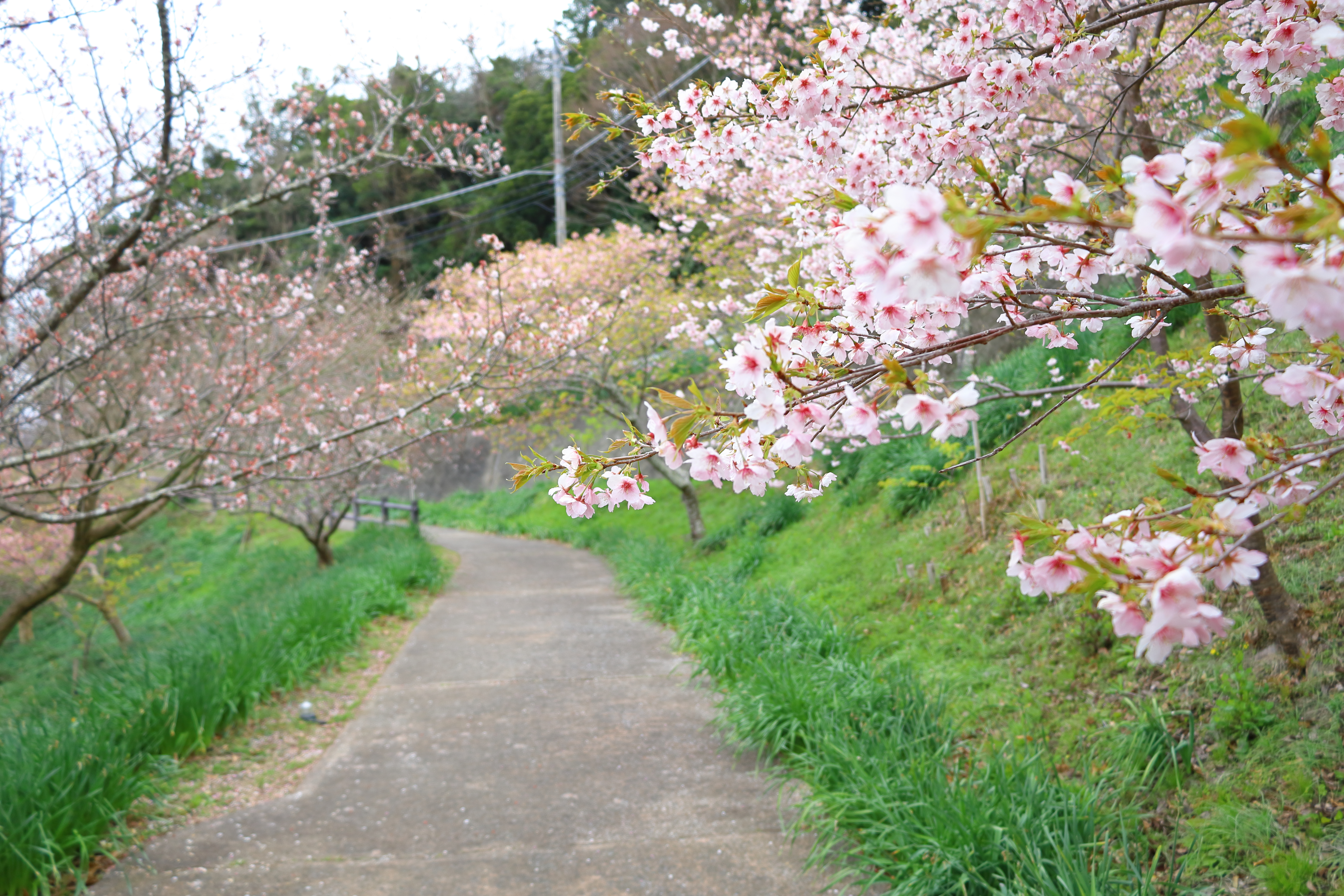 頼朝桜まつりの写真